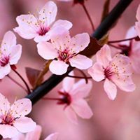 Sakura English