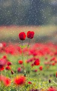 اناشيد ذوالفقار