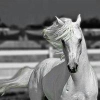 سلطان الغامدي