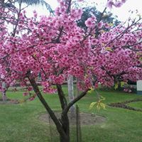 Patty Ttito Vasquéz