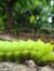 duong v...