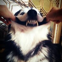 Nuttanun Kittipisuth