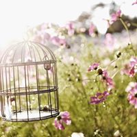 جارة المصطفى