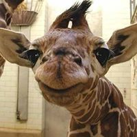 น.ส. ตัวเอ็น