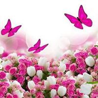 الانوار الفاطمية