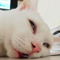 อยู่ในช่วง จำศีล