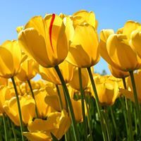 Меглена Георгиева