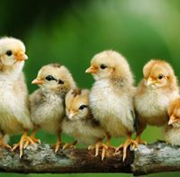 الامل المفقود