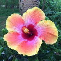 Cheryl Mattis