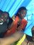 Nii Quayle