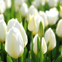 Емилия Петрова