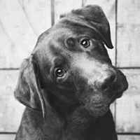 กฤษณา ดำสนิท