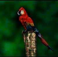 Paramasivam Narayanasamy