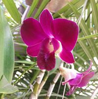 আঞ্জুমান আরা