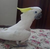 Nadeem Nasir