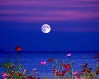 يونس أبو أمين