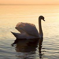 زهرة القرنفل