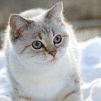 Алина Курбатова