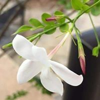 احمد العتر