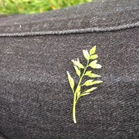 Natthamon Kaewmijeen