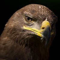 صالح العزاوي