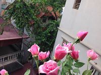 Yên An