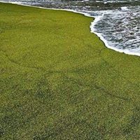 نايف الأهدل