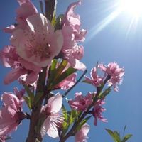 زياد صندوقة