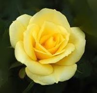 جوجو الشوكو