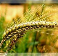 أحمد الخطيب