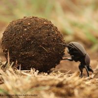 พิษณุ ตู้ทอง