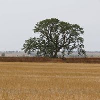 تاريخ قبائل