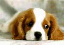 น้ำมนต์