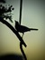 Sparrow...