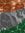 Ankur A...