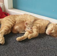 สุภิญญา งามอุรุเลิศ