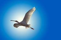 ايهاب السيد