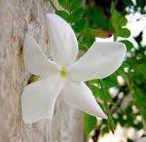 شفاء الصدور