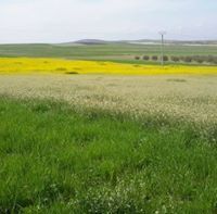 صدام الخليف