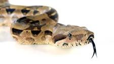 Boa Constrictor