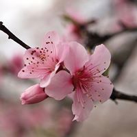 Misu Sakura
