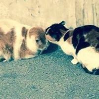 هشام عبدالباري