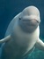 Mr Beluga