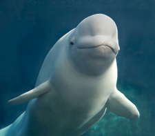 Mr Beluga