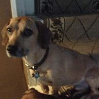 Michael Primavera Jr.