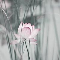 Hui Pan
