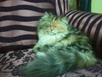 رانيا فاروق