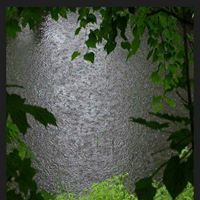 เรนา โซลโท