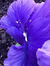 Anthea