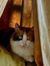 Kitty C...